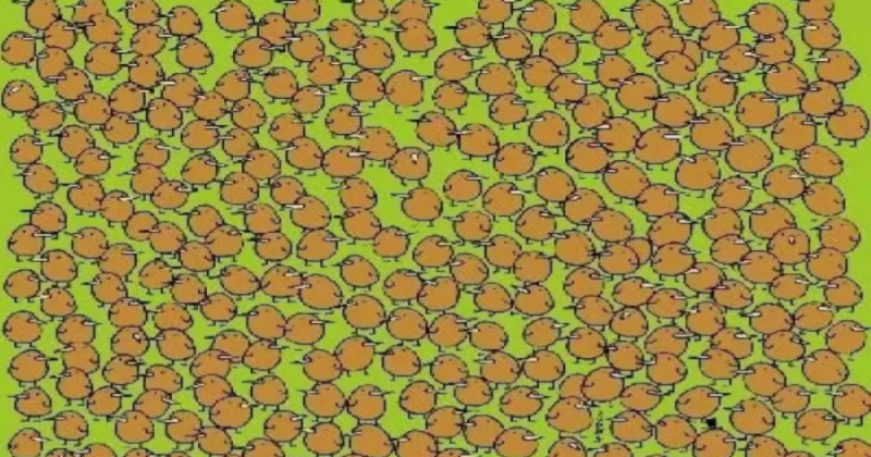 Intelligence test with optical illusion: find the hidden kiwis in 9 seconds and show that you have hawk eyes