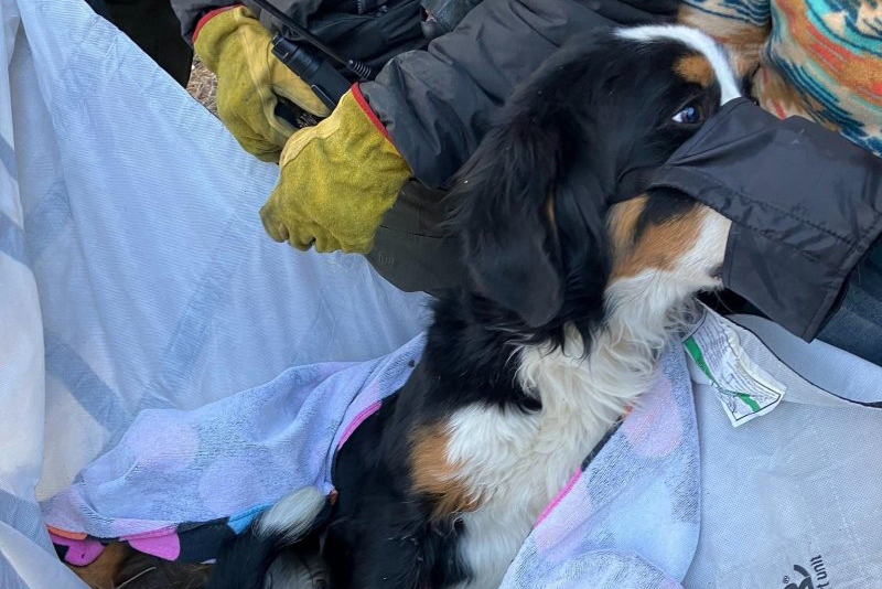 Lost service dog survived alone in frigid Colorado mountains with broken leg for two months before being found by hikers