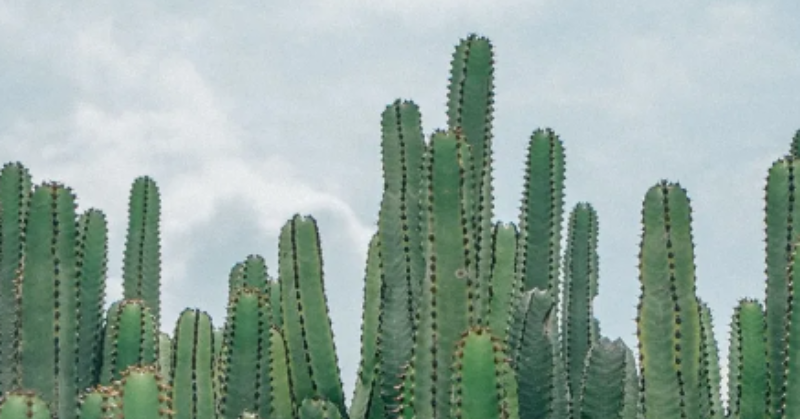 Optical illusion: look for the cat hidden among the green cacti