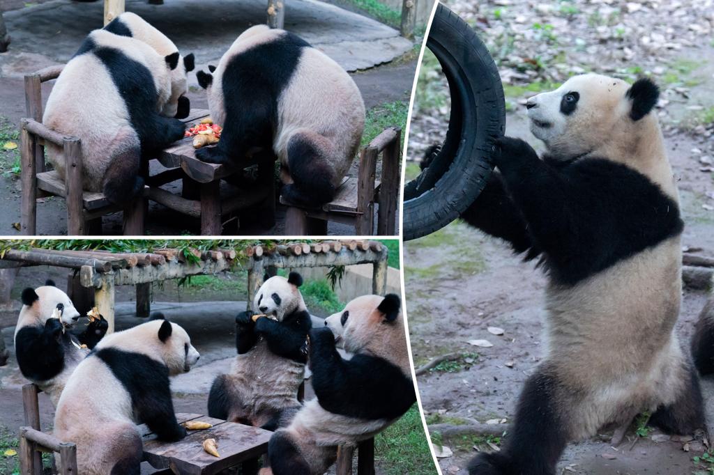 Pandas sit and eat like humans in adorable video - but are they real or fake?