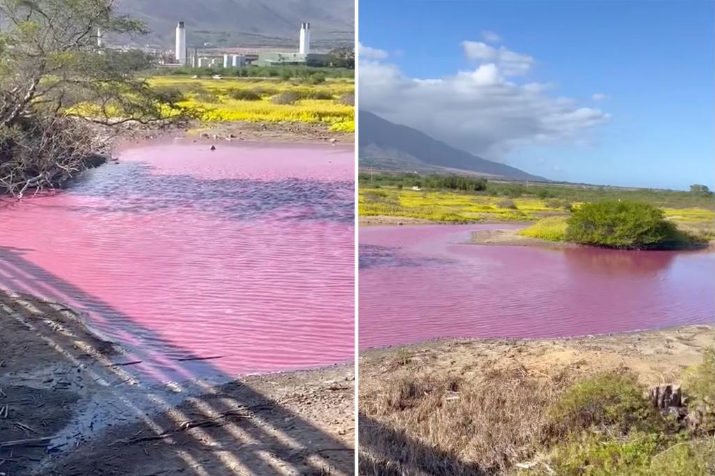 Surreal Photos Show 'Pink Pepto Bismol' Water in Maui Wildlife Refuge Pond