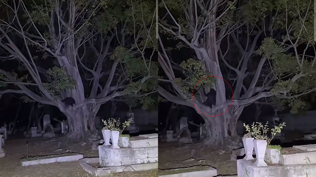 Un video se hizo viral en TikTok que capta el momento como una supuesta bruja está sobre las ramas de un árbol y hace diferentes sonidos.