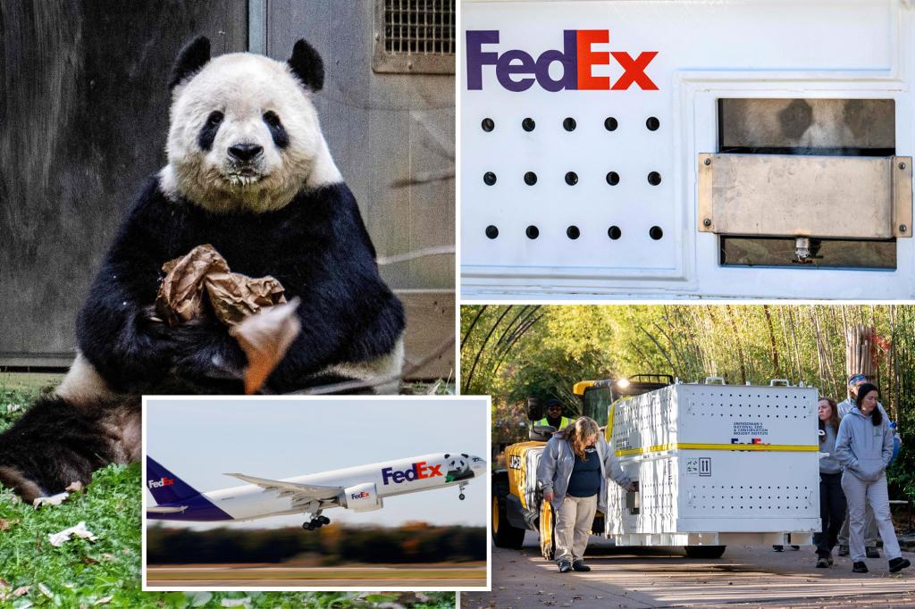 Three Chinese pandas return to their homeland on the 'Panda Express