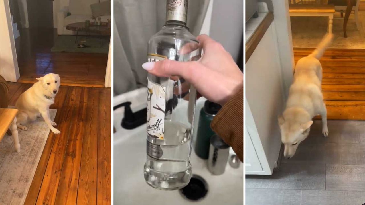 Una mujer dio cuenta de cómo su perrito no podía 'ni caminar', luego de haberse tomado dos botellas de alcohol, siendo sensación en TikTok.