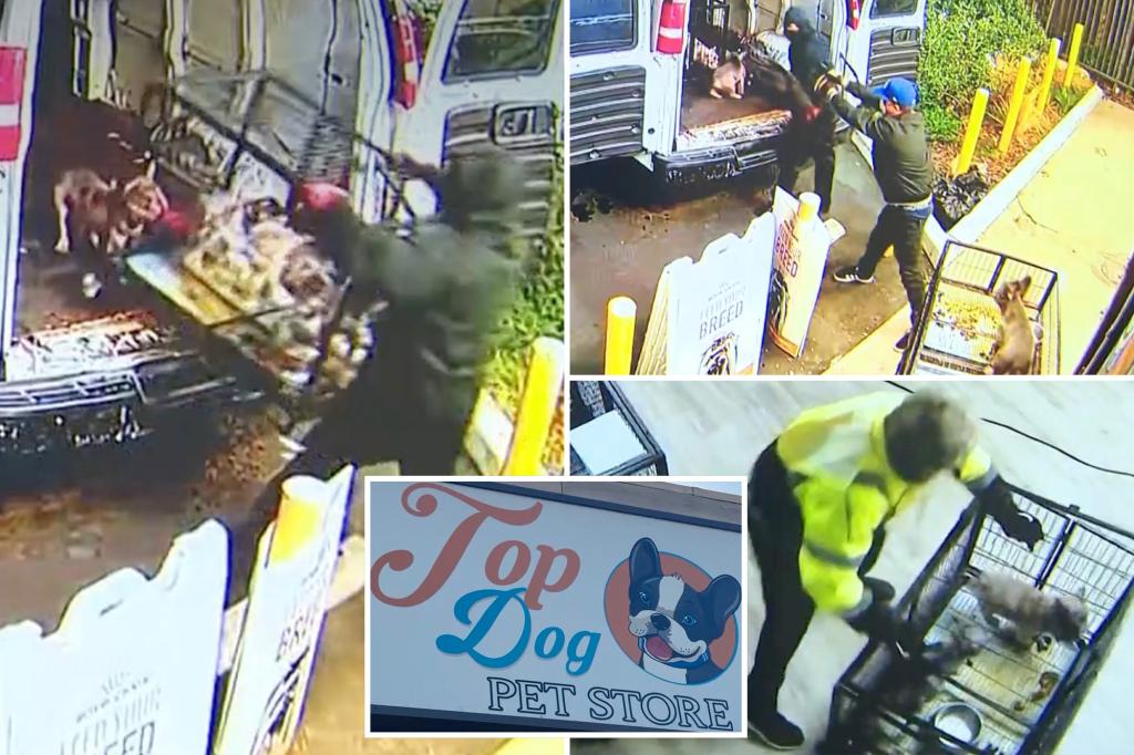 Video shows heartless thieves throwing French bulldog puppies into van during $100K heist