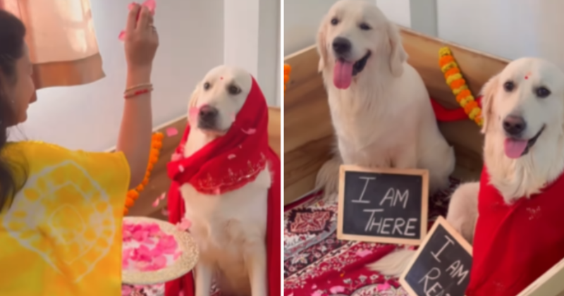 #WTF2023: When Desi's Pet Parents Hosted a Baby Shower for Their Pregnant Golden Retriever