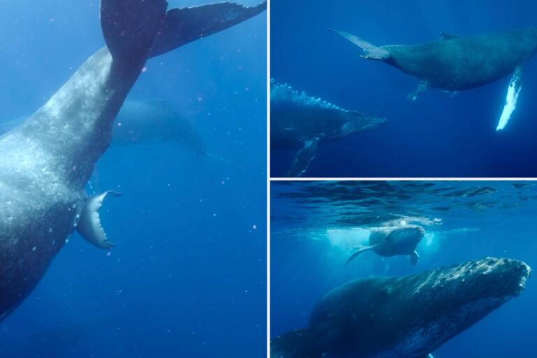 Watch First Video of Humpback Whale Giving Birth: 'Never Seen' - Vo ...