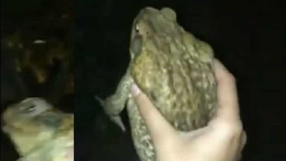 Frog Video Twitter video viral