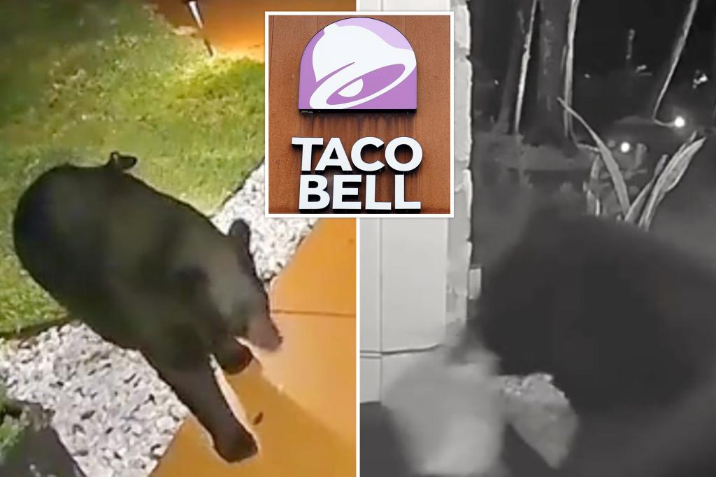 Wild video shows bear helping itself to family's Taco Bell delivery