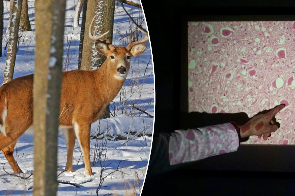 Zombie deer disease spreads: "There may also be a risk for people"