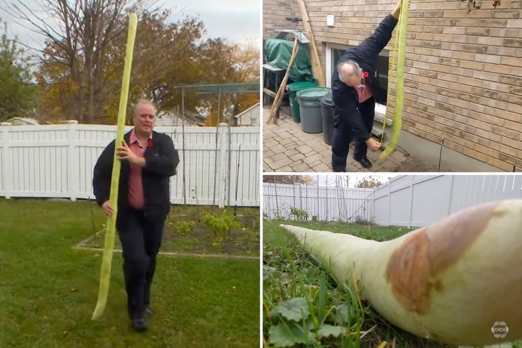 Zucchini more than 8 feet long grow in Canada: can they break a world record?