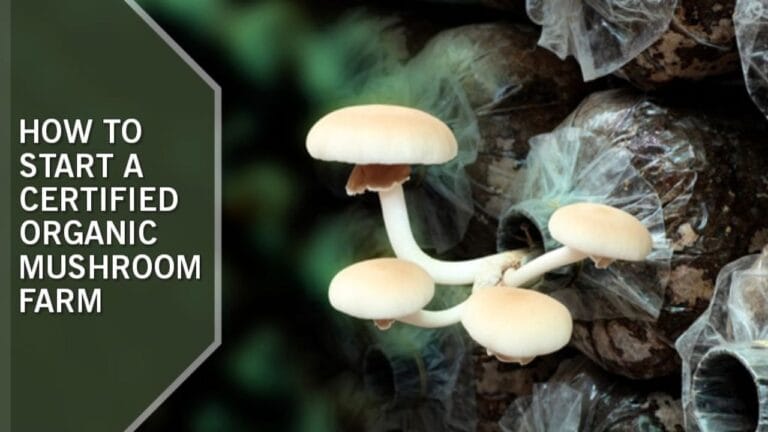 22 Steps on How to Start a Certified Organic Mushroom Farm in 2024