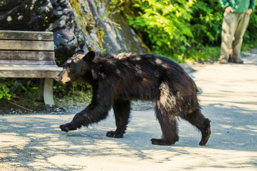 A California man shot a black bear that bit him repeatedly and had a 'confrontation' with his dog