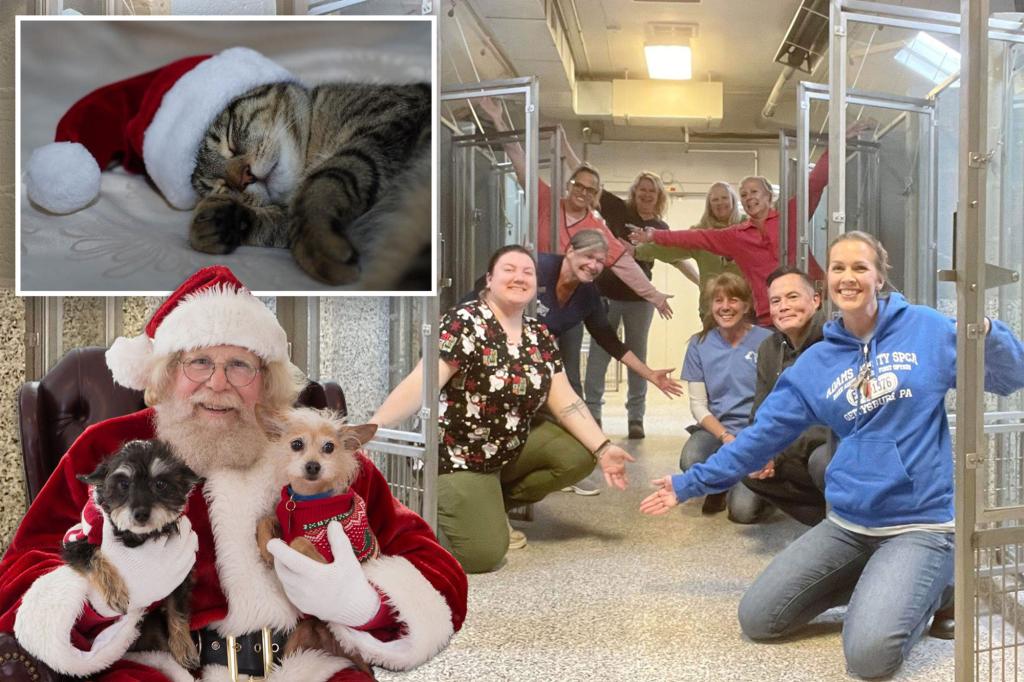 Animal shelter filled with Christmas cheers as kennels emptied and a single stray cat remained: 'A true miracle'