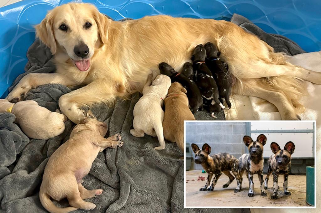 Golden Retriever raises a pack of endangered African wild puppies alongside her own babies at the Indiana Zoo