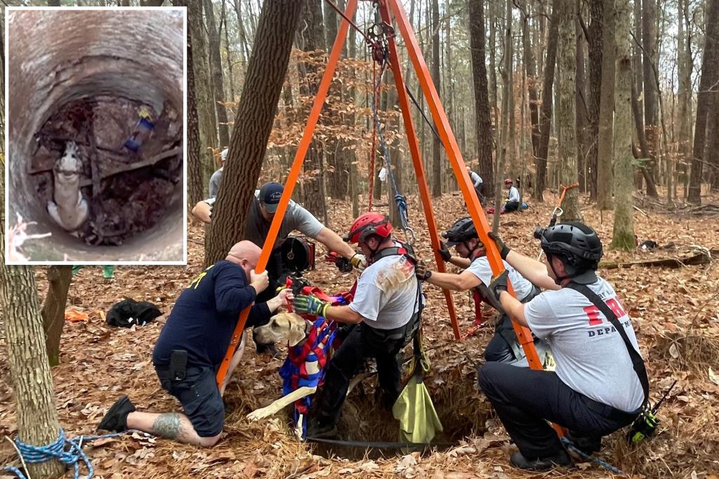 Great Dane puppy rescued after sinking 50 feet into old well in North Carolina forest
