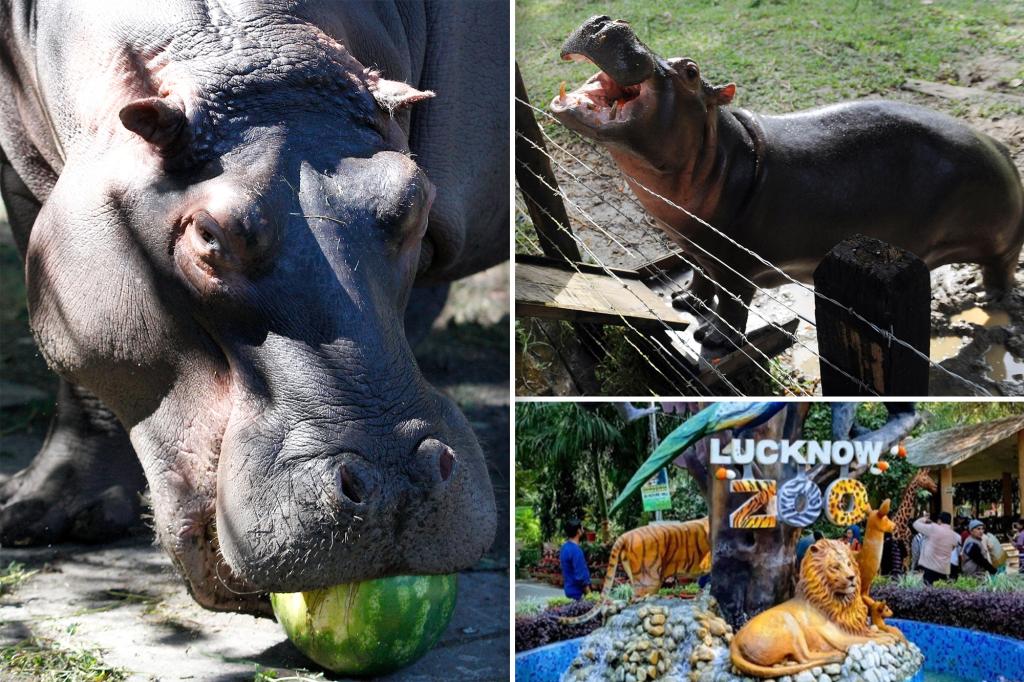 Hippopotamus attacks and kills zookeeper who entered the enclosure to clean it