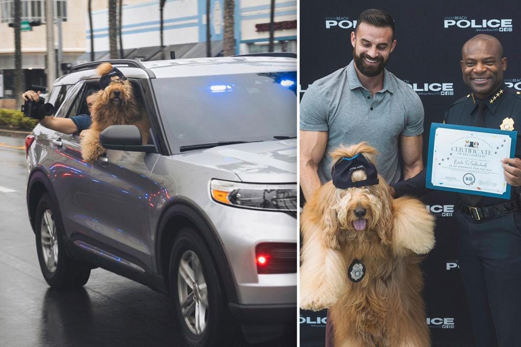 Internet Famous Goldendoodle Brodie Joins Miami Beach Police Department's K-9 Unit