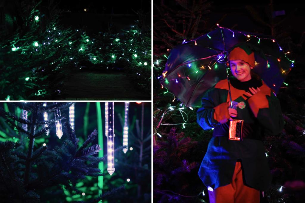 Lighting up 'Jersey': 800 recycled Christmas trees can help set world record