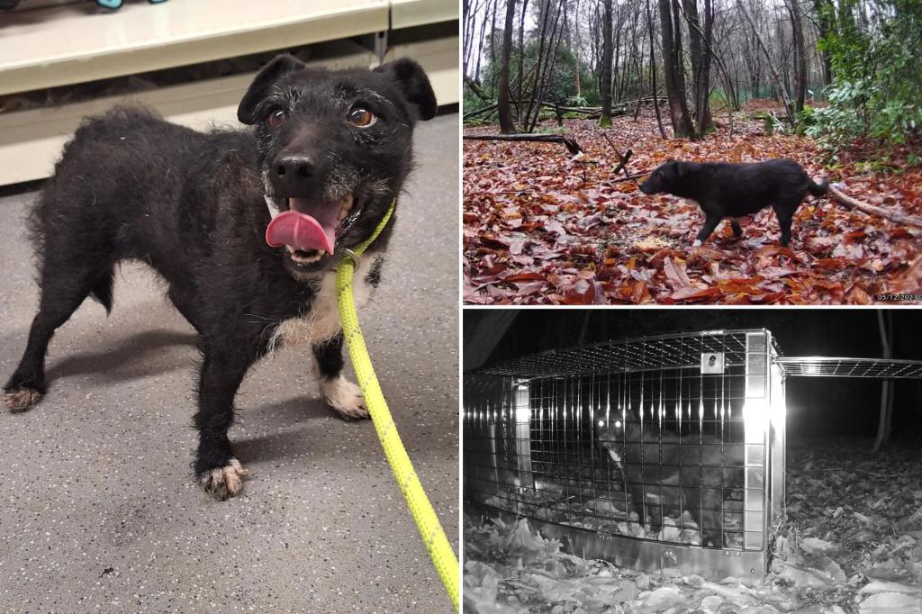 Lost dog was safely rescued after surviving alone in the woods for over 6 years