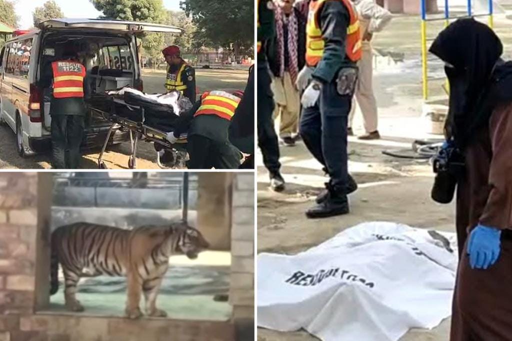 Man found mauled to death in zoo enclosure after staff saw big cat with shoe in its mouth