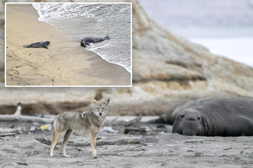 Marine scientists solve mystery behind seal pup beheadings off California coast