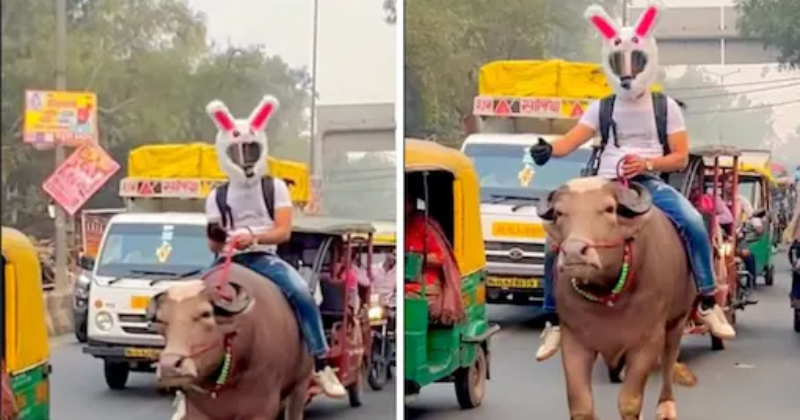 Only Delhi stuff?  Video shows man in bunny helmet taking buffalo for a ride