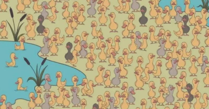 Optical illusion: If you can see the chick, you have 20/20 vision
