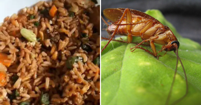 Shocking!  Woman Reportedly Finds Cockroach in Her Zomato Order, Company Responds