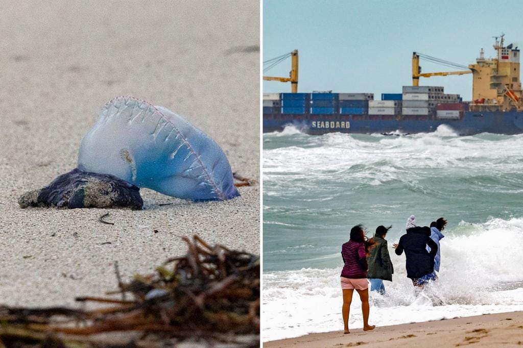 The Portuguese man-of-war appears on Florida beaches due to strong wind