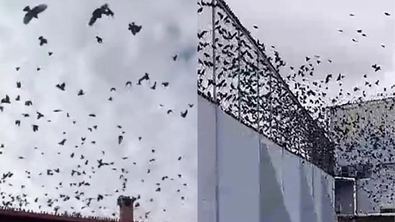 Imágenes dignas de una película de terror han generado pánico en las redes sociales, al captar miles de pájaros negros invadiendo el cielo y áreas del municipio de Texcoco, en el Estado de México.