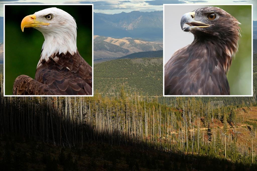 Two men accused of illegally killing golden and bald eagles to sell on the black market