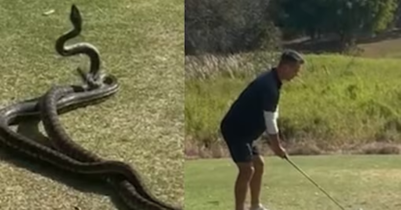 Video: A 'brave' man continues playing golf while two pythons fight next to him