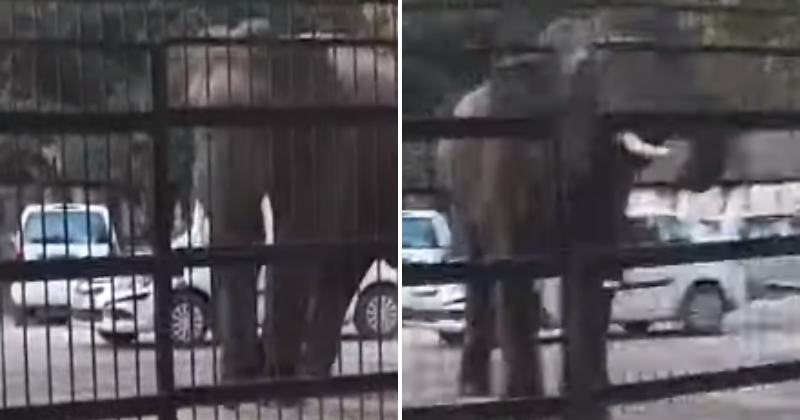 Watch: Wild elephant pays surprise visit to Uttarakhand court, was it for justice?