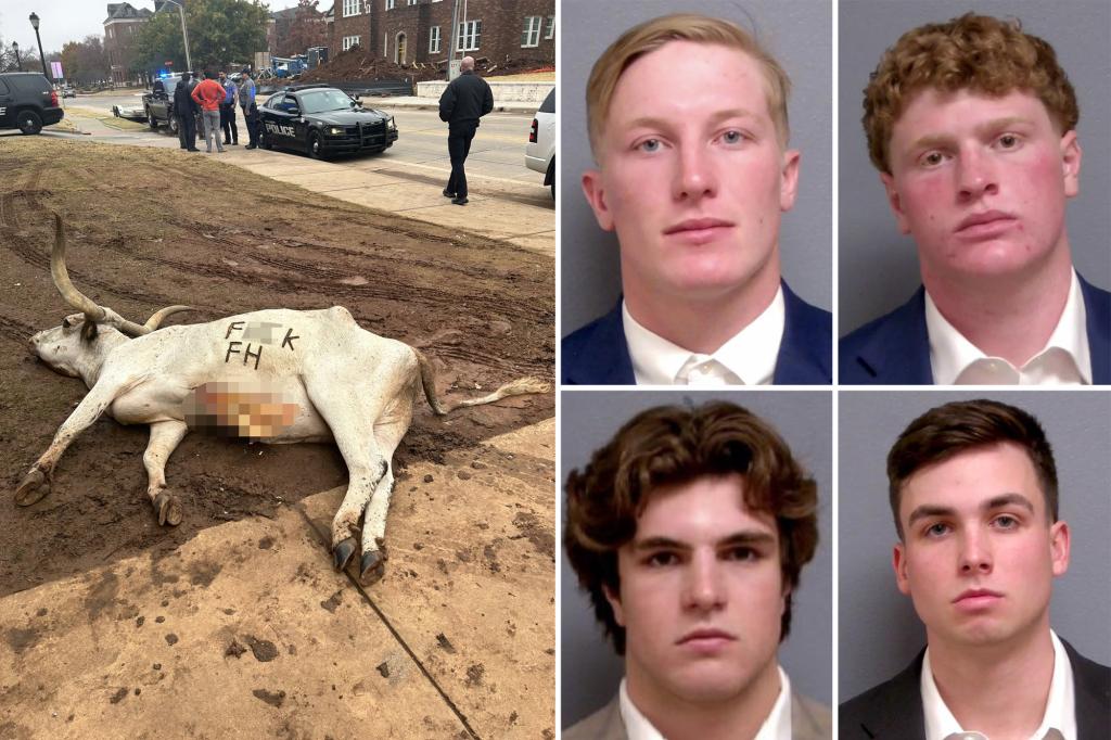 4 Oklahoma frat boys arrested for 'disturbing display' of leaving dead longhorns marked outside rival frat