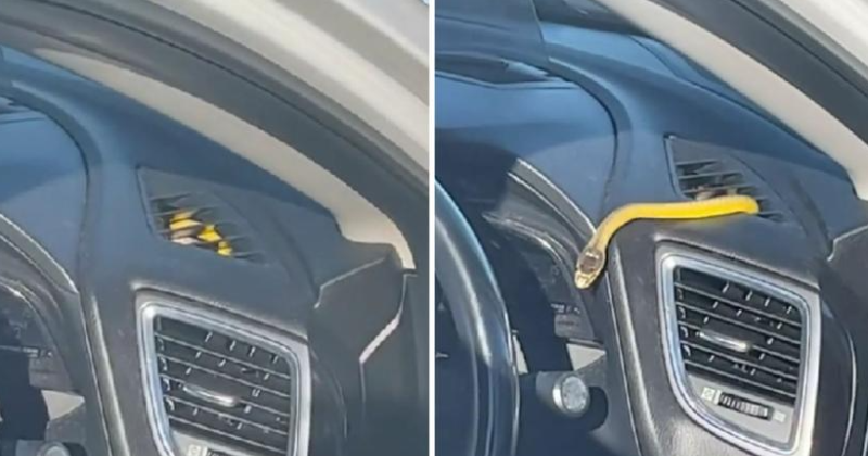 A family on a road trip was surprised to see a snake crawl out of the car's air conditioning vent.
