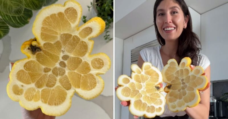 A huge lemon revolutionizes the Internet and the video goes viral with 25 million views