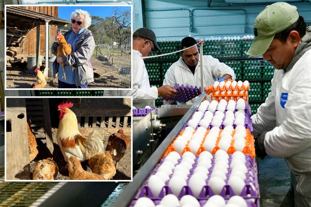 Bird flu wreaks havoc in California's 'egg basket' region