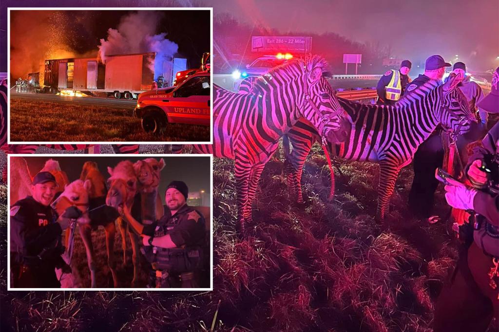 Circus Animals Loosed on Indiana Highway After Truck Catches Fire
