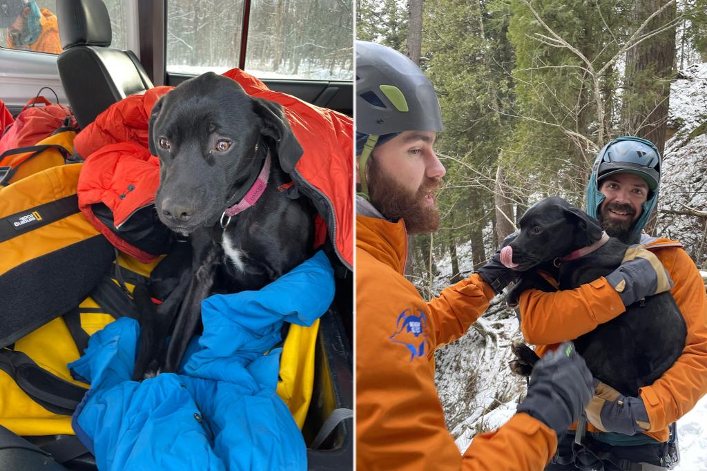 Dog Survives 60-Foot Fall Off Cliff on Freezing Night Alone Near Lake Superior