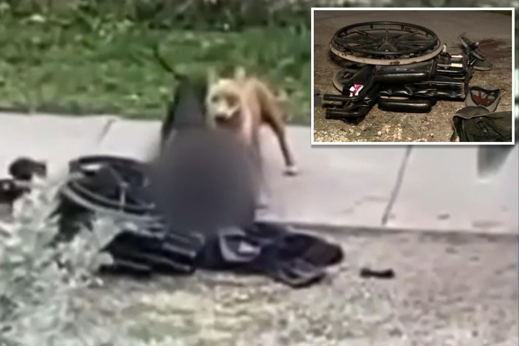 Dogs tear 'pieces' from man in wheelchair in recorded attack
