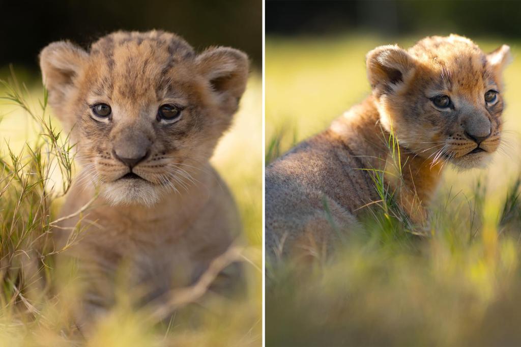 Fort Worth Zoo welcomes Moja, its first African lion cub in nine years