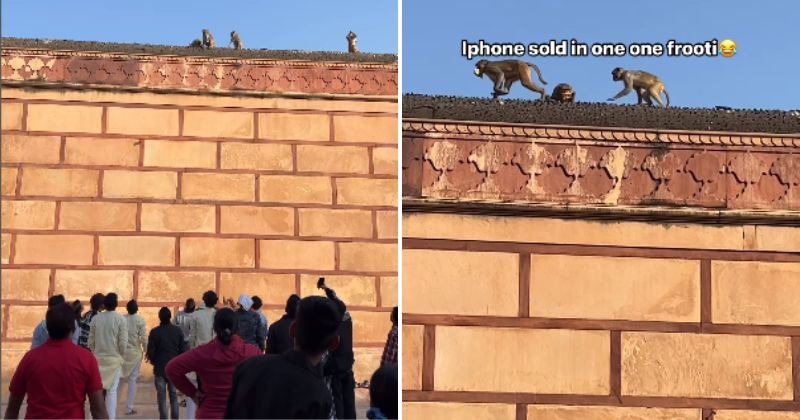 Monkey steals man's iPhone at Vrindavan temple