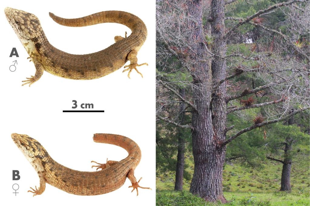 New species of 'unusually large' alligator-like lizard discovered in Mexico treetops