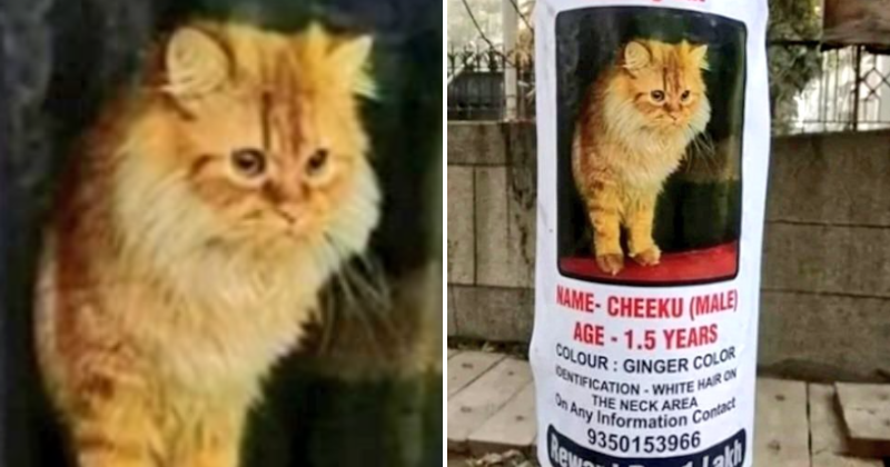 Noida couple gives Rs 1 lakh reward for missing cat's purr