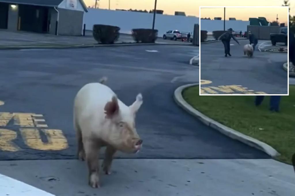 Ohio State Police catch loose pig in McDonald's drive-thru: video