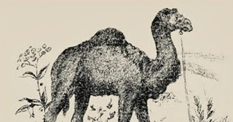 Optical illusion: Find the hidden face in a camel image