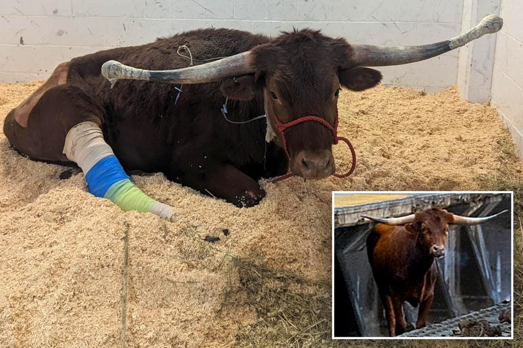 Ricardo the bull on the road to recovery after fighting infection since Christmas