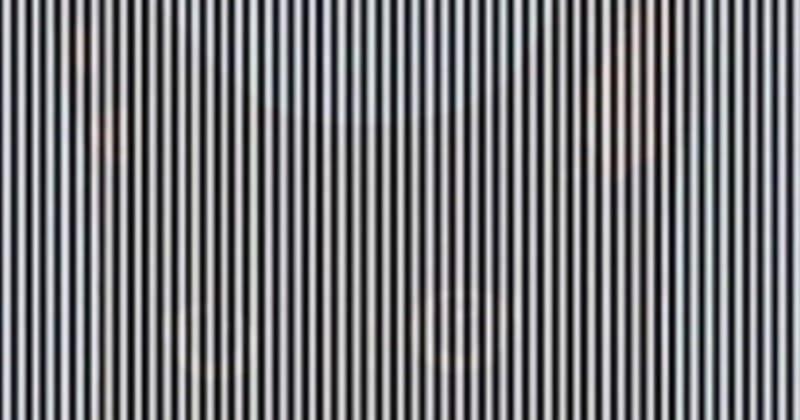 A High IQ Optical Illusion: Find the Animal Hidden Between the Lines
