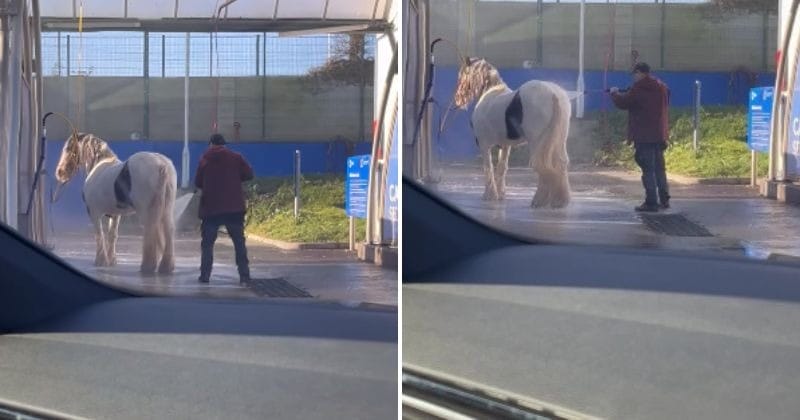 A man takes his horse to the local car wash for a spa day